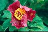 <em>Paeonia mascula</em>